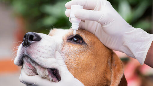 Dog Conjunctivitis Symptoms and Treatment Purina